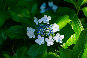 額紫陽花