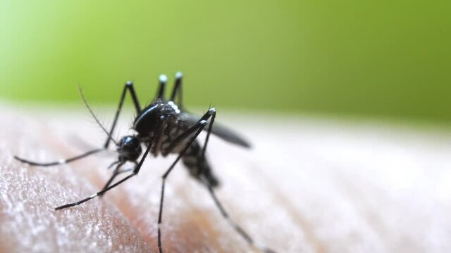Aedes aegypti Mosquito on skin. Close up a Mosquito sucking human blood