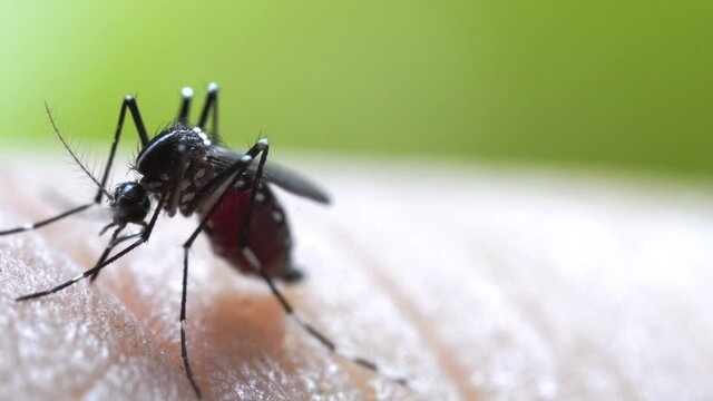 Aedes aegypti Mosquito on skin. Close up a Mosquito sucking human blood