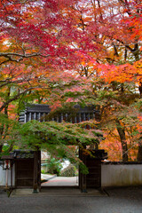 牛滝山　大威徳寺の紅葉