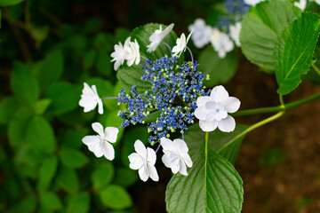 額紫陽花