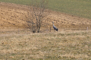 Polska - Mazury. Żuraw. © Rafa