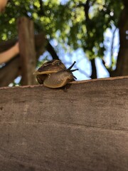 Caracol de jardín sobre madera 