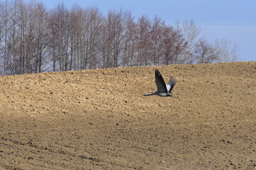 Polska - Mazury. Żuraw. © Rafa