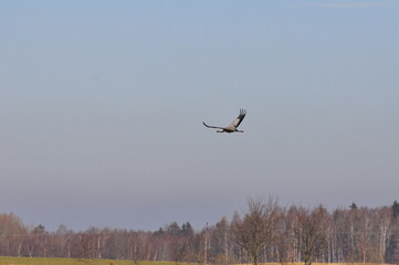 Żuraw. Polska - Mazury - Warmia. © Rafa