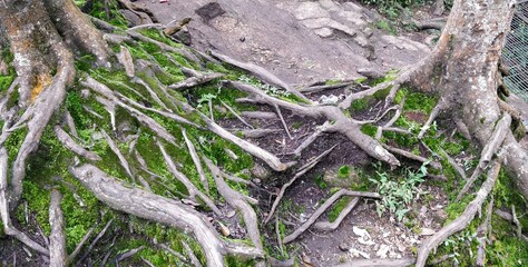 Roots of Tree