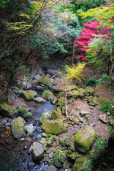 牛滝山の紅葉