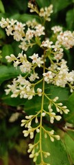 Flowers in focus