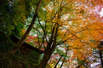 Fototapeta premium 牛滝山 大威徳寺の紅葉