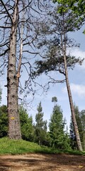 Fototapeta premium trees in the forest