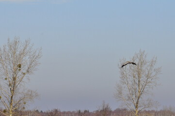 Żuraw. Polska - Mazury - Warmia. © Rafa