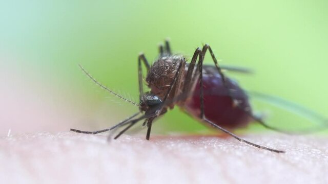 Aedes aegypti Mosquito on skin. Close up a Mosquito sucking human blood