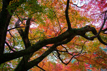 牛滝山　大威徳寺の紅葉