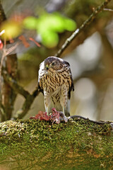 A Cooper's Hawk, aka Accipiter cooperii devouring a huge rodent for lunch