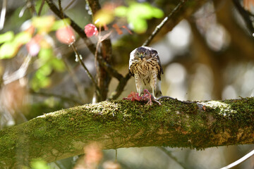 A Cooper's Hawk, aka Accipiter cooperii devouring a huge rodent for lunch