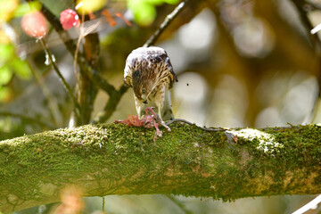 A Cooper's Hawk, aka Accipiter cooperii devouring a huge rodent for lunch