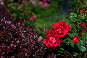 Red roses blooming in a garden, as a nature background
