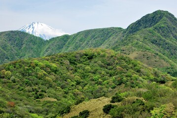 Fototapeta premium 新緑の箱根登山と富士山