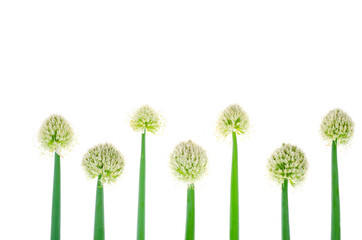 Beautiful flowering onion heads isolated on white background