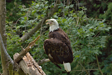 Adult Bald Eagle