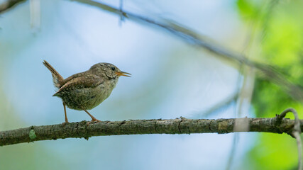 bird, robin, natur, wild lebende tiere, tier, ast, wild, baum, schnabel, rot,