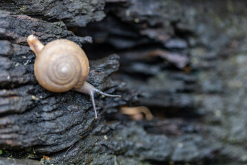 Selective focus of closeup shot: land snail moving on black wooden surface in a moisture garden. Brown mollusk is used for medical purpose. Slime from terrestrial snail provides matter for collagen