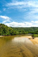 沖縄県　石垣島　吹通川マングローブ郡落