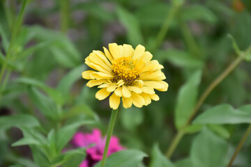 Zinnia flowers with natural blurred background.