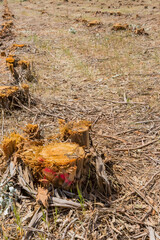 ユーカリの切り株
