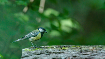 bird, natur, wild lebende tiere, robin, tier, ast, finch, bird, wild, green