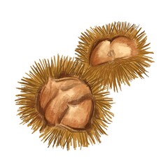 色鉛筆風の栗のイラスト（線なし）