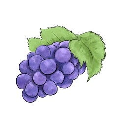 水彩風のぶどうイラスト