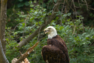 Adult Bald Eagle