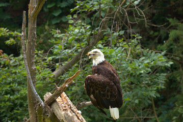 Adult Bald Eagle