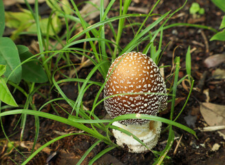 テングタケ（幼菌）