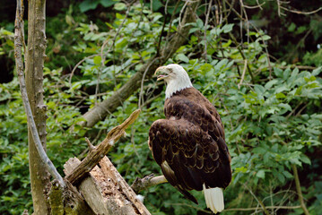 Adult Bald Eagle