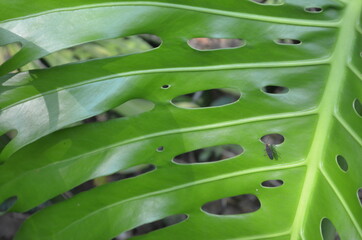 hoja