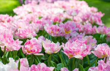 キューケンホフ公園のチューリップ