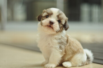 Lhasa Maltese Puppy 