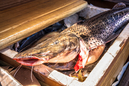 Fresh catfish inside a Styrofoam box in Brazil