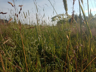 wildflowers and grasses in the sunset light. morning in the meadow. High quality photo