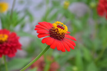 Zinnia flowers with natural blurred background.