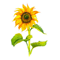 Fototapeta premium Yellow sunflower, watercolor on a white background. Sunshine, sunny flower.