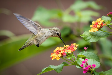 Fototapeta na wymiar closeup of humming bird