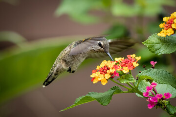 closeup of humming bird