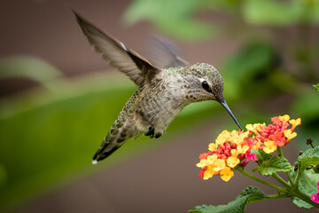 closeup of humming bird © Jasongeorge