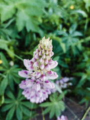 Blooming lupine flower in the green grass.