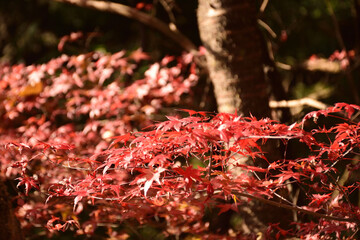 秋空の太陽に照らされた真っ赤な紅葉