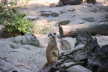 Meerkat Is On Guard. Meerkat Sits On A Dry Tree Branch And Observes The Environment Carefully.