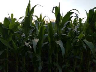 green corn field